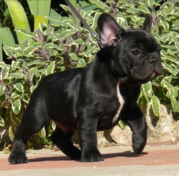 Elevage Chiot Bouledogue Francais Du Parfum Des Lavandes
