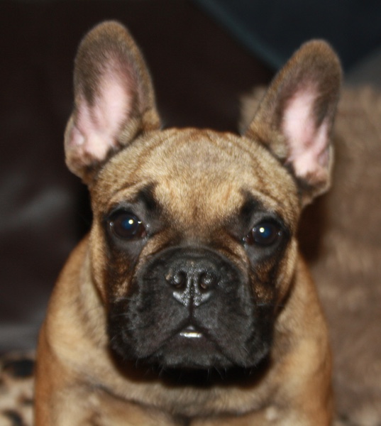 Désodorisant Voiture Bouledogue Français - Bouledogue Avenue